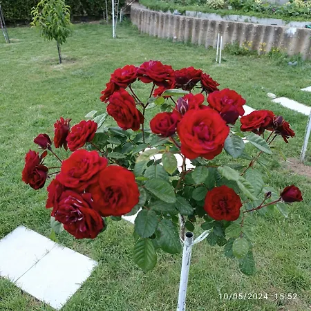 Bella Vista Sumarice *