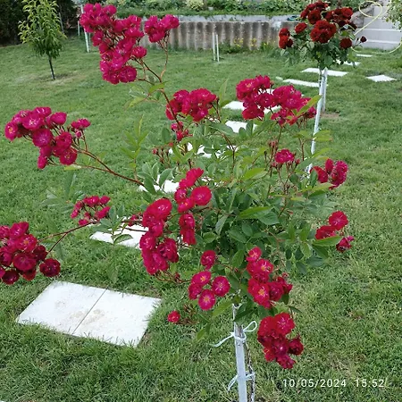 Apartament Bella Vista Sumarice Kragujevac